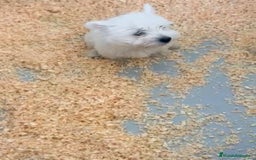 West Highland White Terrier perros en venta: CACHORROS DE WESTY - Imagen 2