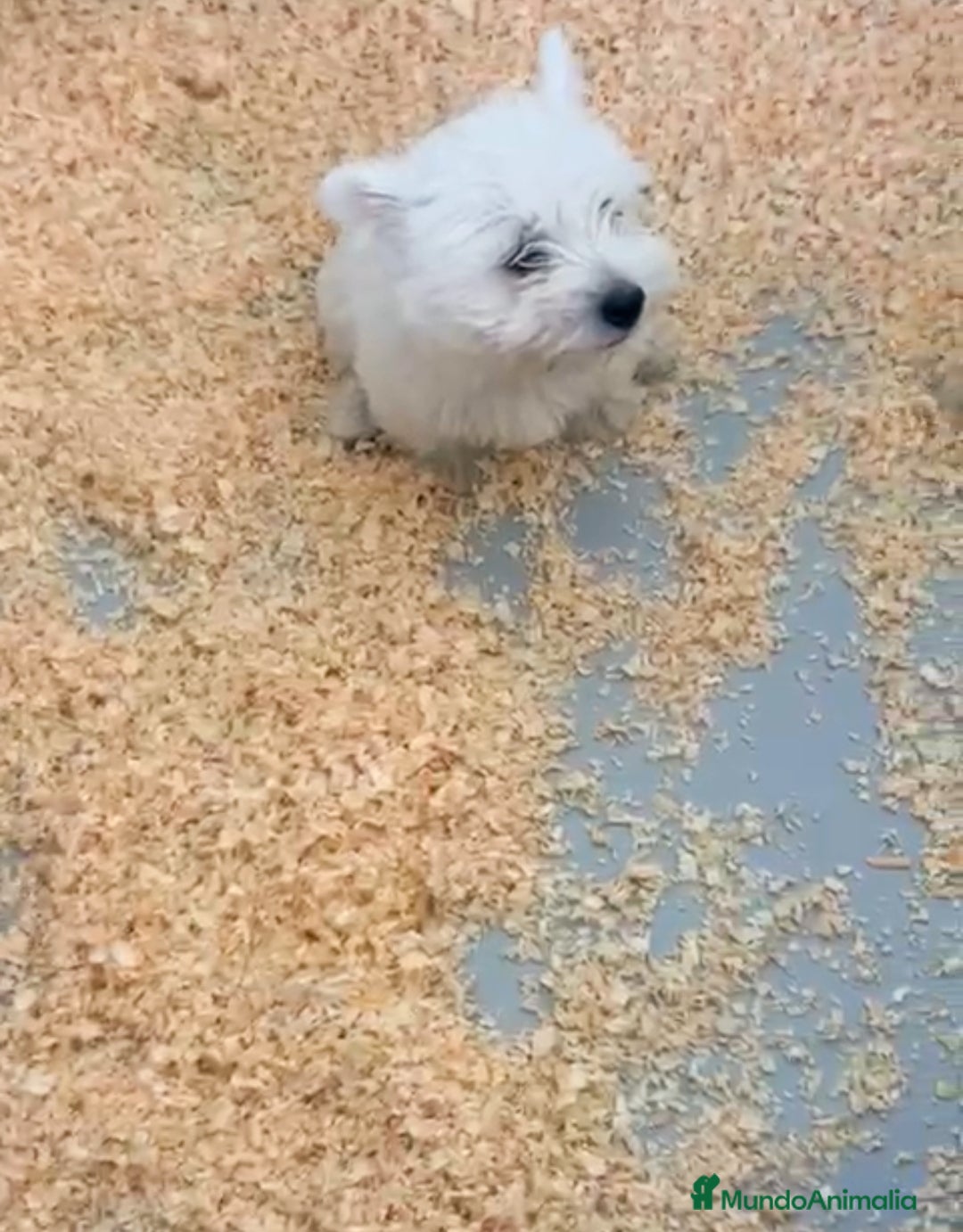 West Highland White Terrier perros en venta: CACHORROS DE WESTY - Imagen 2