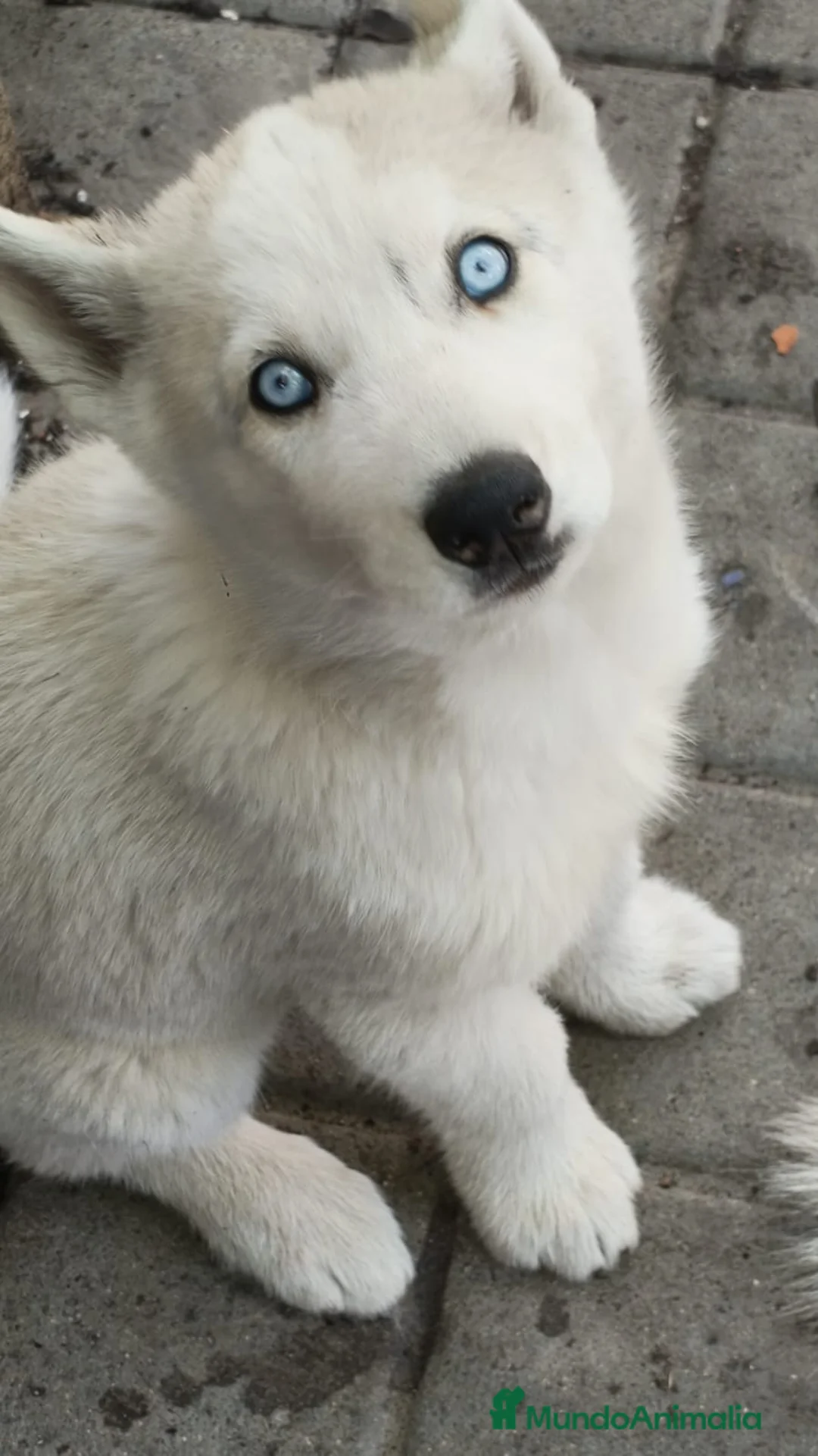 Husky Siberiano perros en venta: Husky  - Anuncio 2