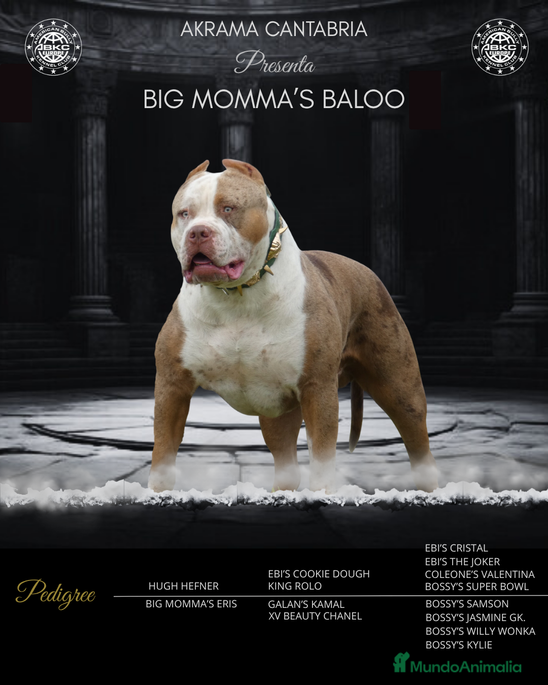 American Bully perros ABIERTO A MONTAS MACHO DE AMERICAN BULLY XL en Cantabria - Anuncio 2