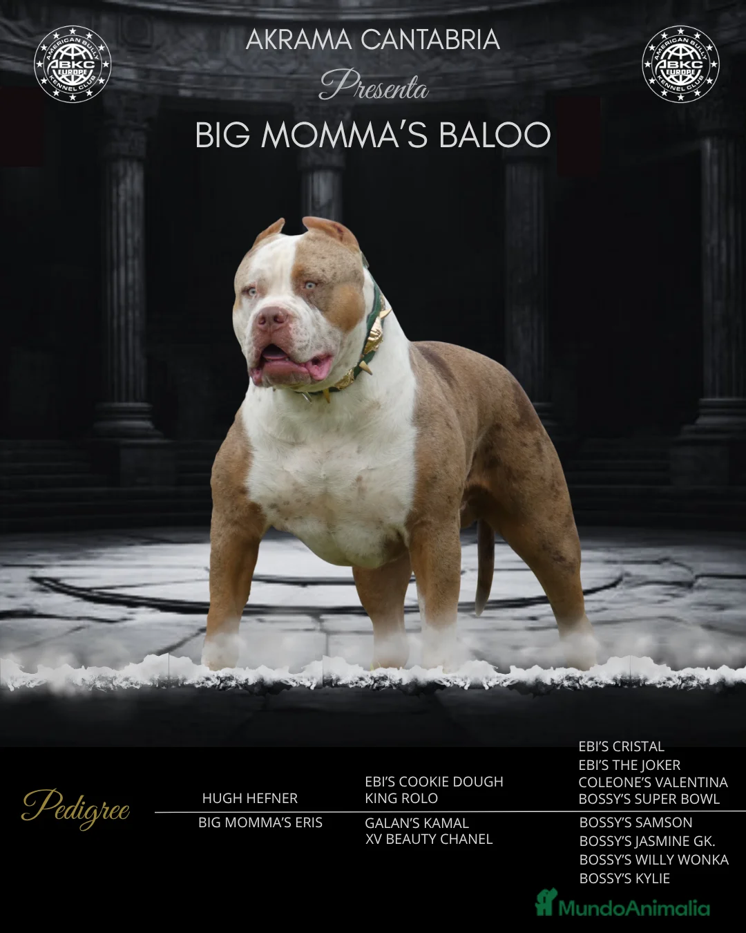 American Bully perros para monta: ABIERTO A MONTAS MACHO DE AMERICAN BULLY XL en Cantabria - Anuncio 2