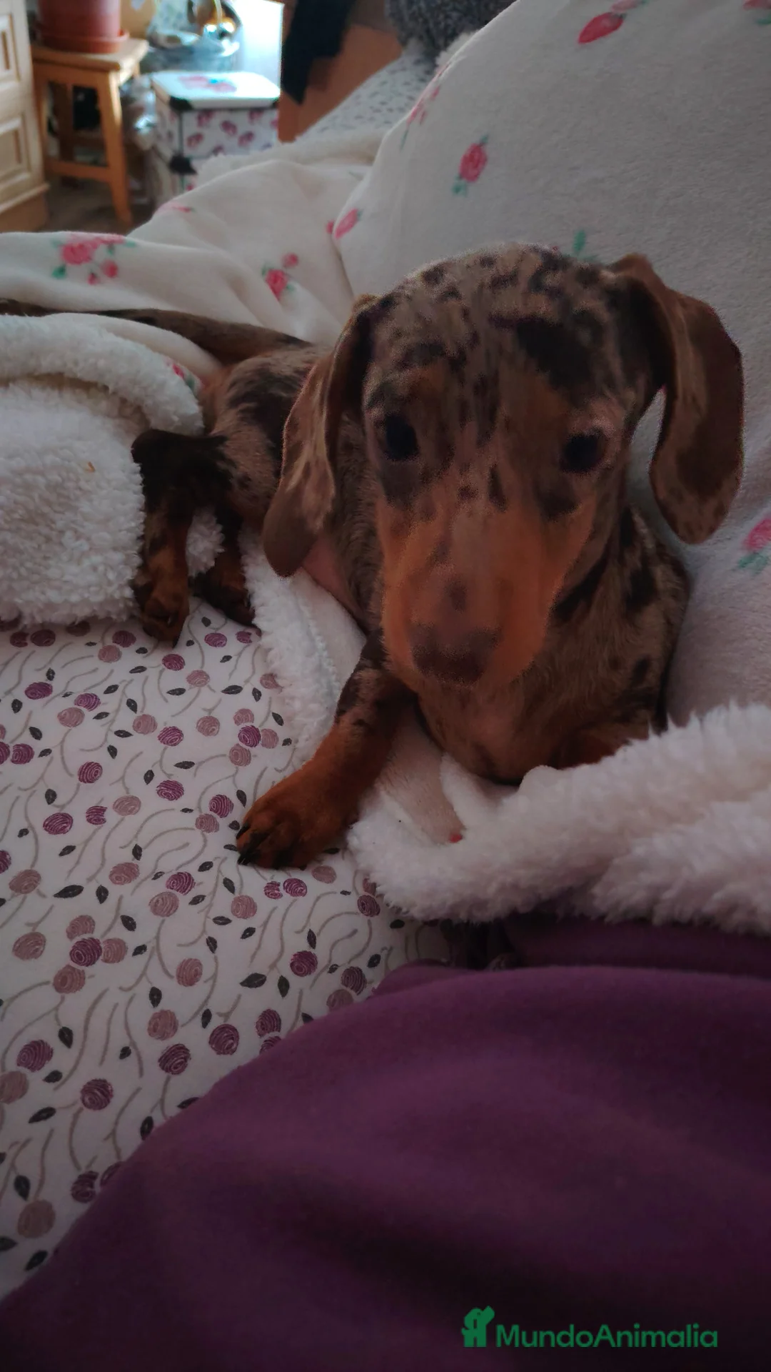 Teckel perros en venta: Teckel kaninchen  - Anuncio 2