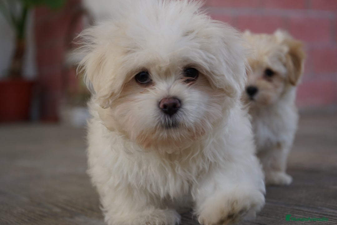 Maltipoo perros en venta: 🐾 Snow – Maltipoo macho blanco marfil 🐾 - Imagen 3