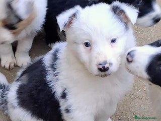 Border Collie perros Boder collie - Anuncio 1