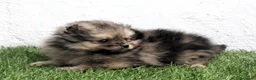 Pomerania perros en venta: Pomerania - Anuncio 17