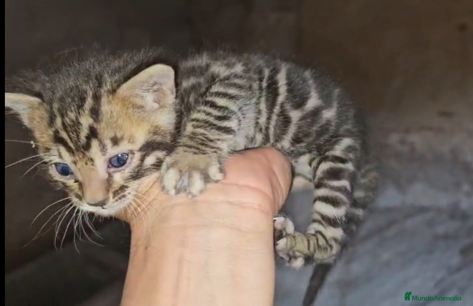 Bengalí gatos Bengalí - Anuncio 2