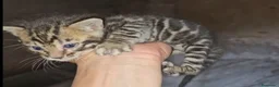 Bengalí gatos en venta: Bengalí - Anuncio 1