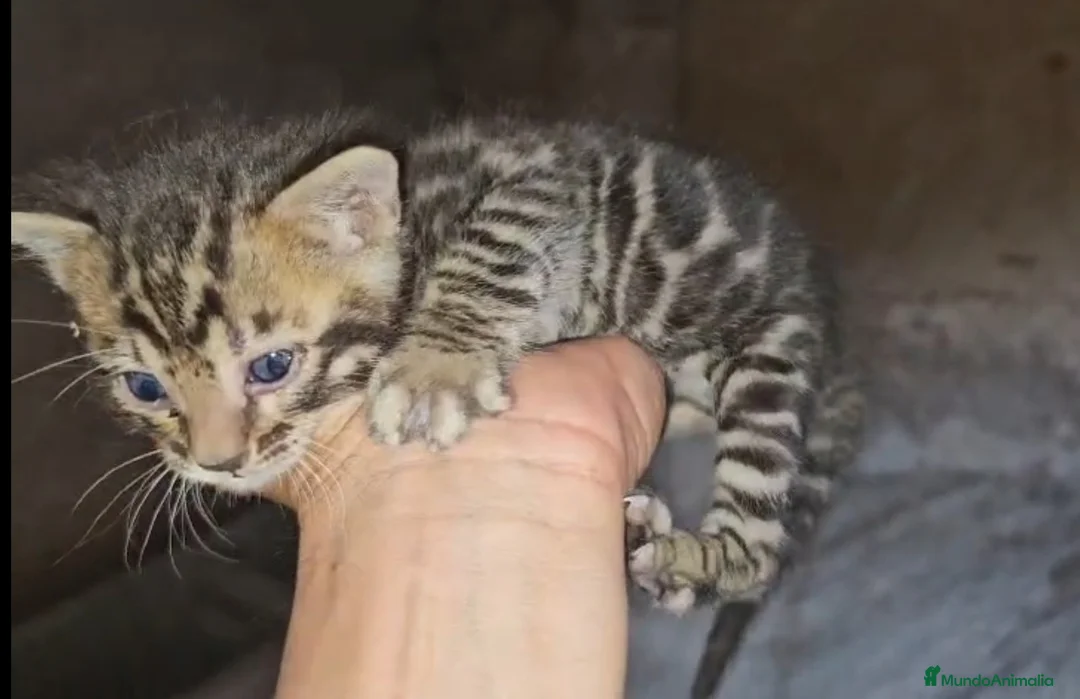 Bengalí gatos en venta: Bengalí - Anuncio 1