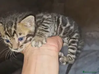 Bengalí gatos Bengalí - Anuncio 2