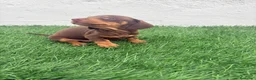 Teckel Miniatura perros en venta: Teckel Miniatura - Anuncio 5