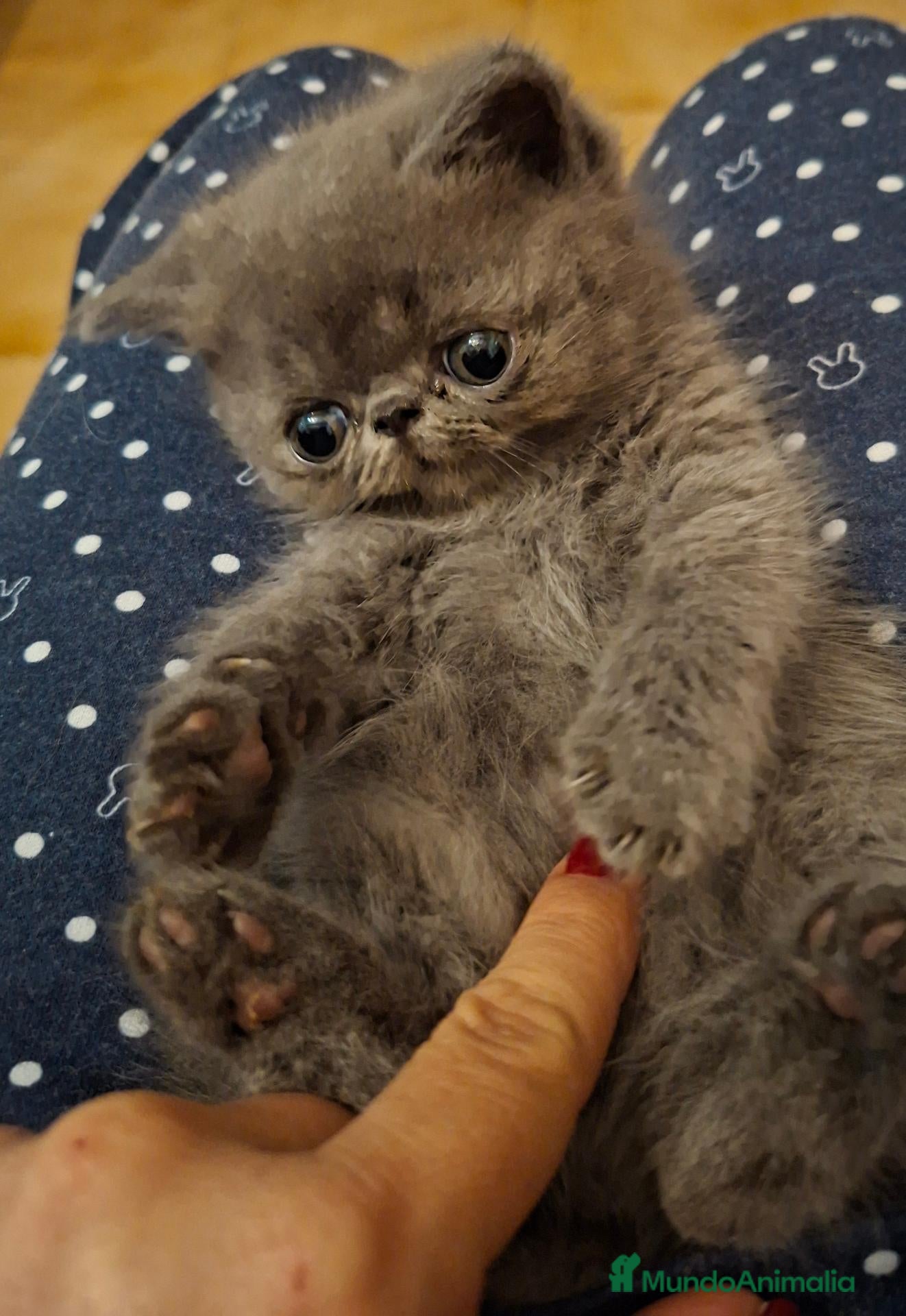 Persa gatos Gatitos persas mallorca - Anuncio 12