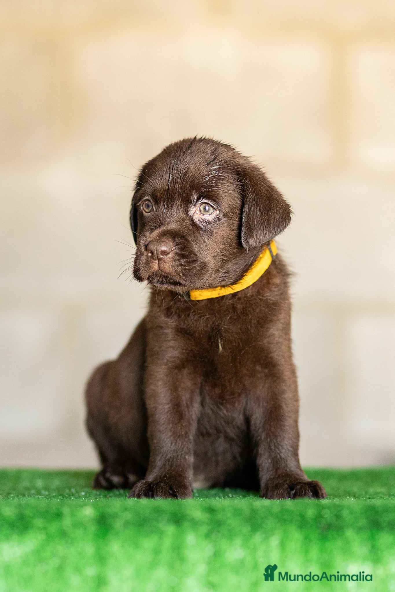 Labrador Retriever perros en venta: LABRADOR CHOCOLATE DISPONIBLE - Anuncio 9