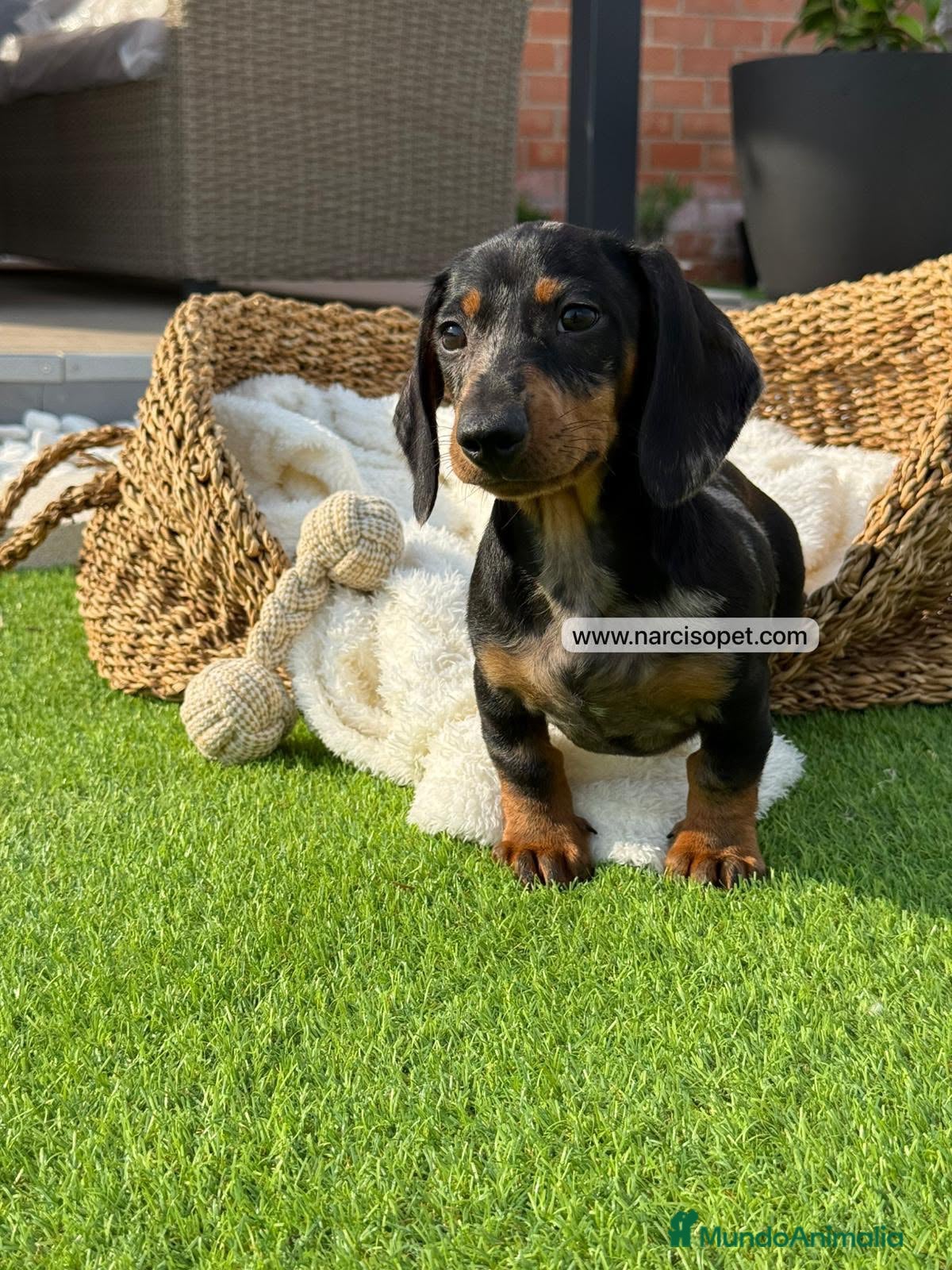 Teckel Miniatura perros en venta: TECKEL ARLEQUIN - Anuncio 8