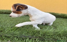 Jack Russell Terrier perros en venta: Jack russell macho tricolor  - Imagen 1
