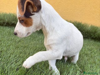 Jack Russell Terrier perros - Anuncio 3