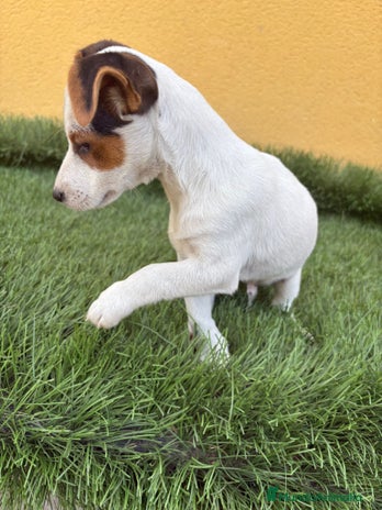 Jack Russell Terrier perros - Anuncio 2
