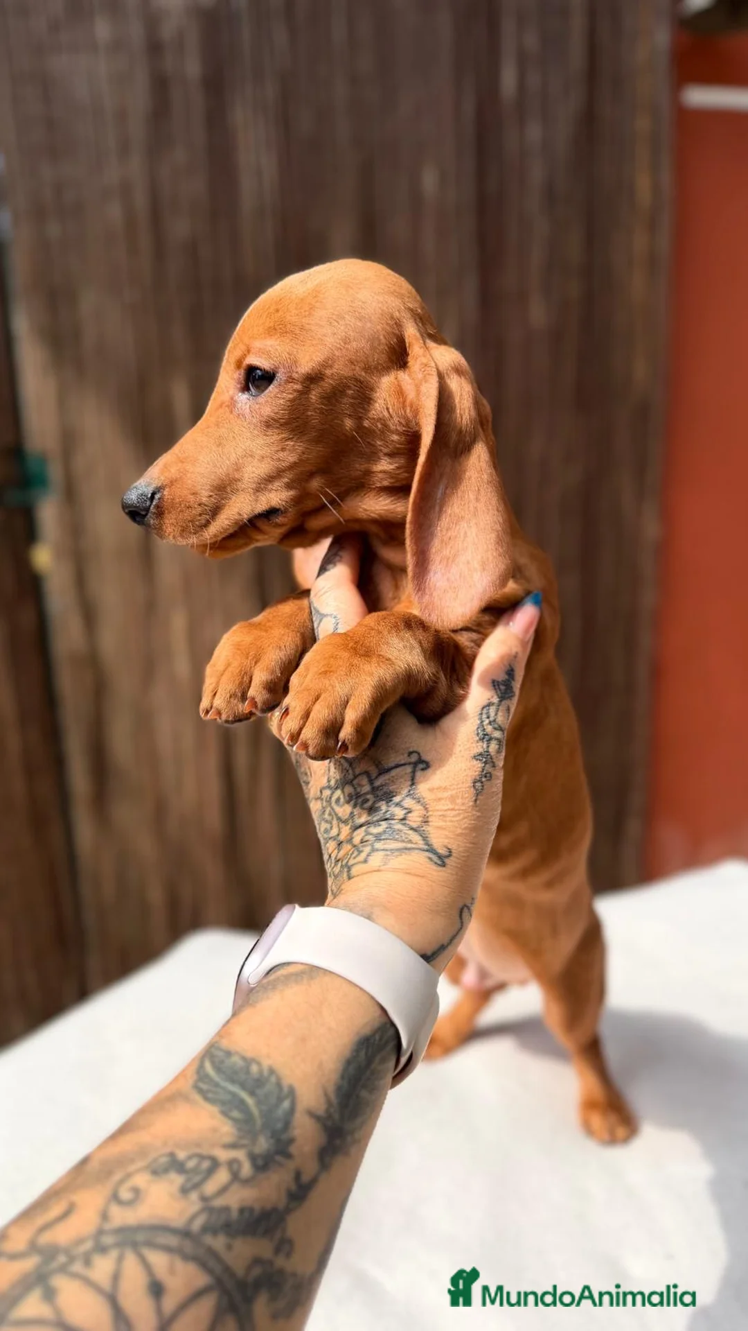 Teckel Miniatura perros en venta: TECKEL KANICHEN CHOCOLATE - Anuncio 2
