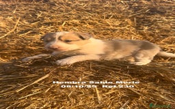 Border Collie perros en venta: BORDER COLLIE Sable Merle - Imagen 15