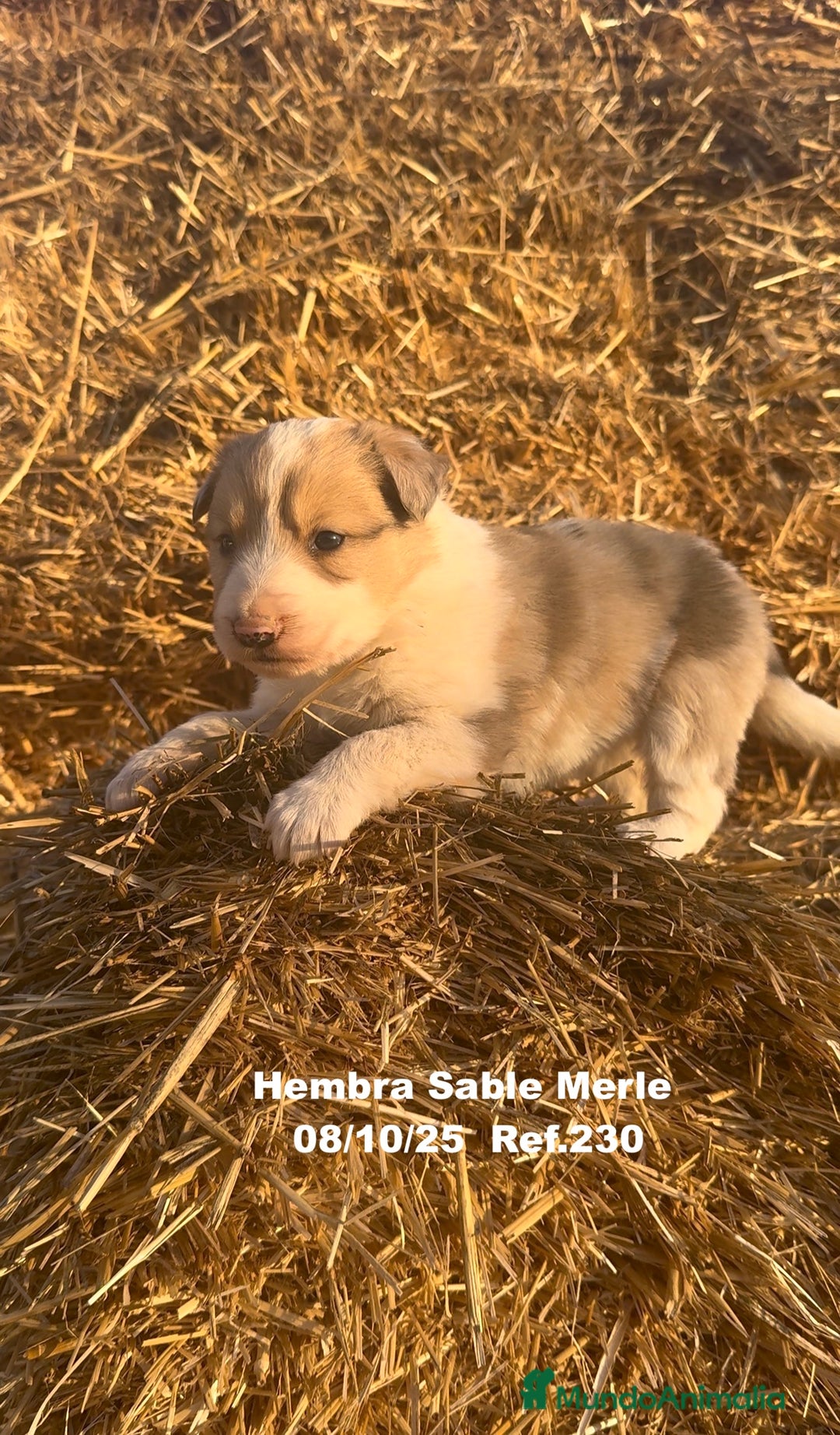 Border Collie perros en venta: BORDER COLLIE Sable Merle - Imagen 15