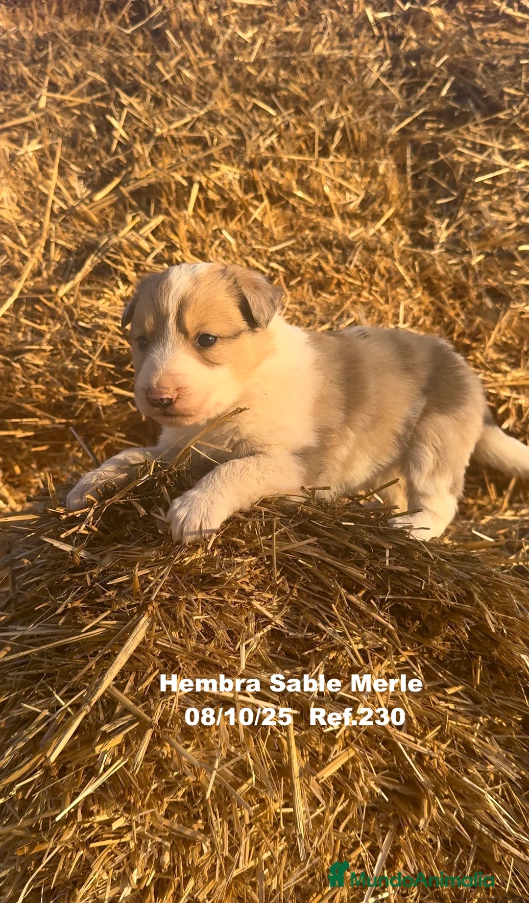 Border Collie perros en venta: BORDER COLLIE Sable Merle - Anuncio 15