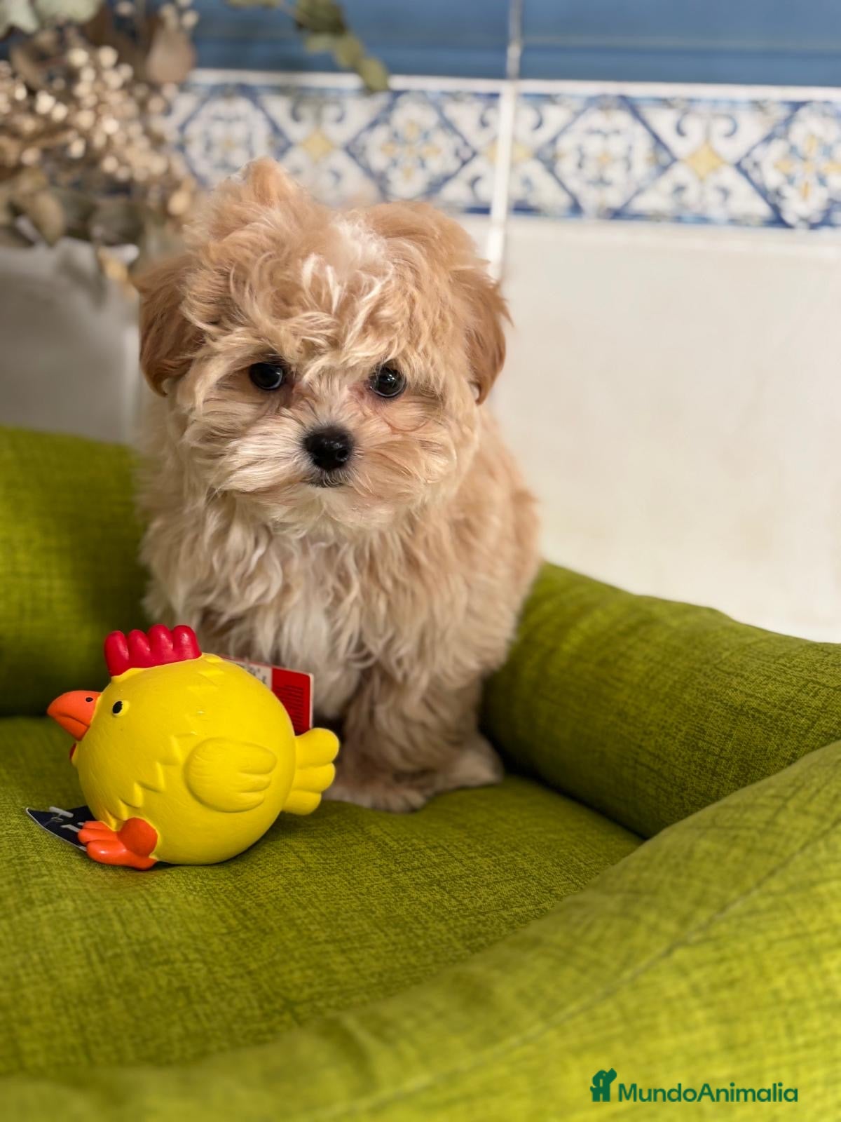 Maltipoo perros Maltipoo lineas asiáticas  - Anuncio 1