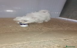 Bichón Maltés perros en venta: MACHITO SÚPER TOY de BICHON MALTES - Imagen 2