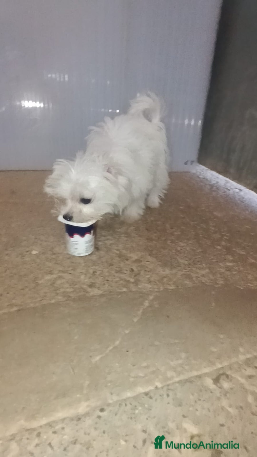 Bichón Maltés perros en venta: MACHITO SÚPER TOY de BICHON MALTES - Imagen 2