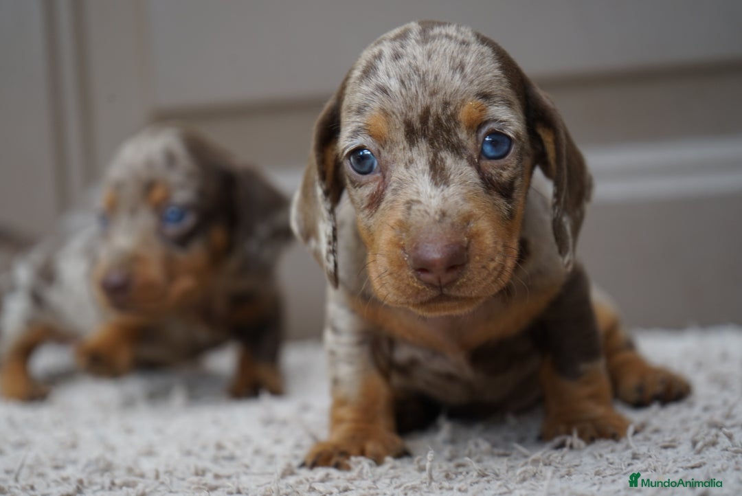Teckel Miniatura perros en venta: 🌰✨ Frisco, Sani & Pau — tres teckel que marcan 🐾 - Imagen 6