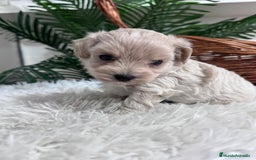 Maltipoo perros en venta: MALTIPOO MACHO - Anuncio 23