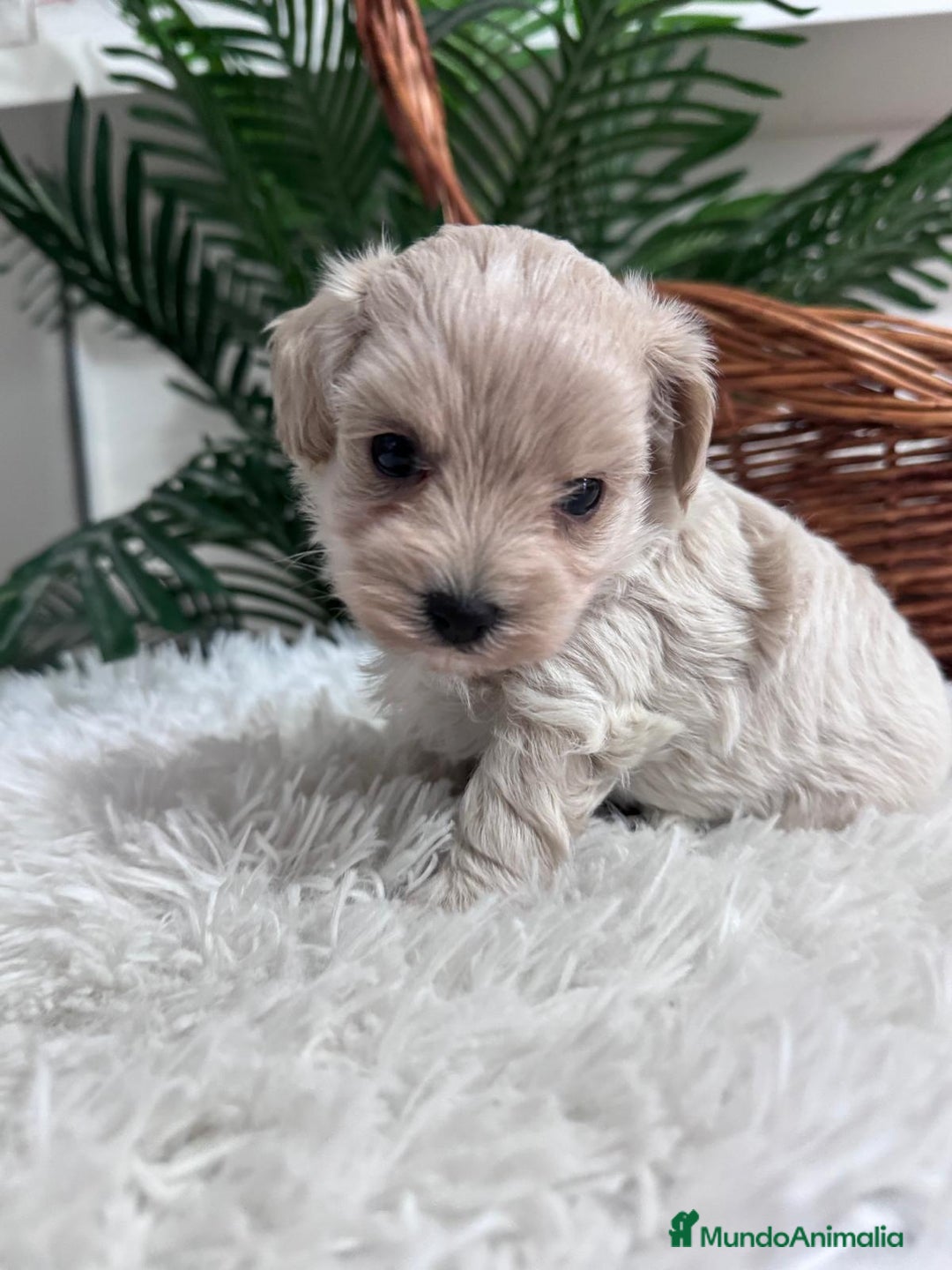 Maltipoo perros en venta: MALTIPOO MACHO - Anuncio 23