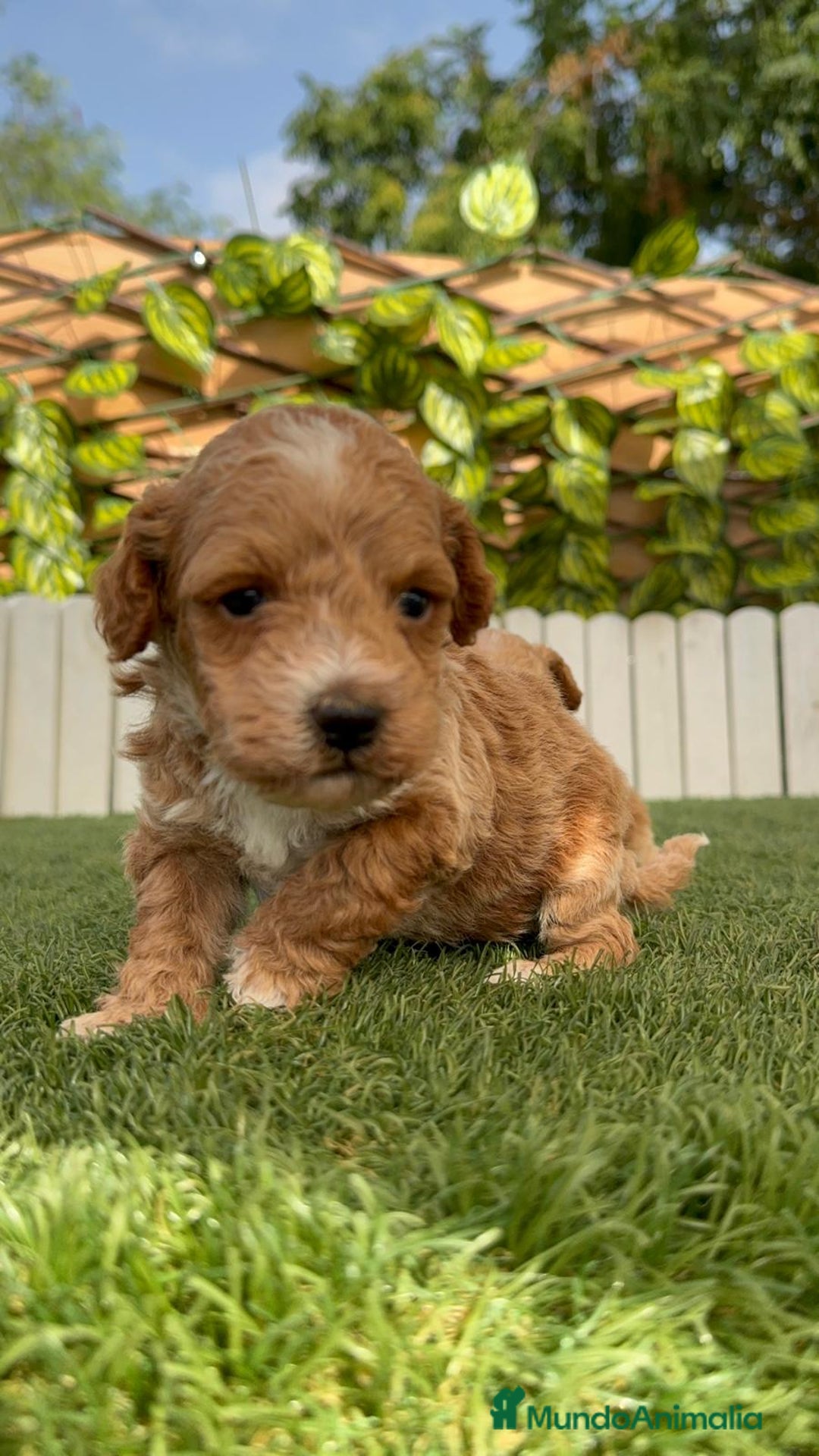 Caniche Toy perros en venta: CANICHE TOY MACHO - Imagen 16