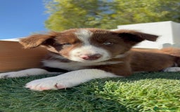 Border Collie perros en venta: BORDER COLLIE MACHO - Anuncio 24