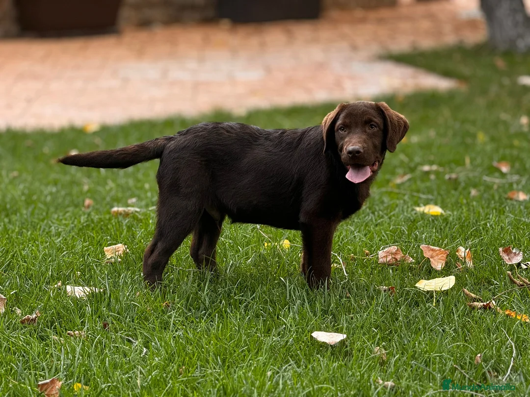 Labrador Retriever perros en venta: Último macho disponible  - Anuncio 4