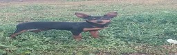Pinscher Miniatura perros en venta: Cachorros de mini pincher - Anuncio 2