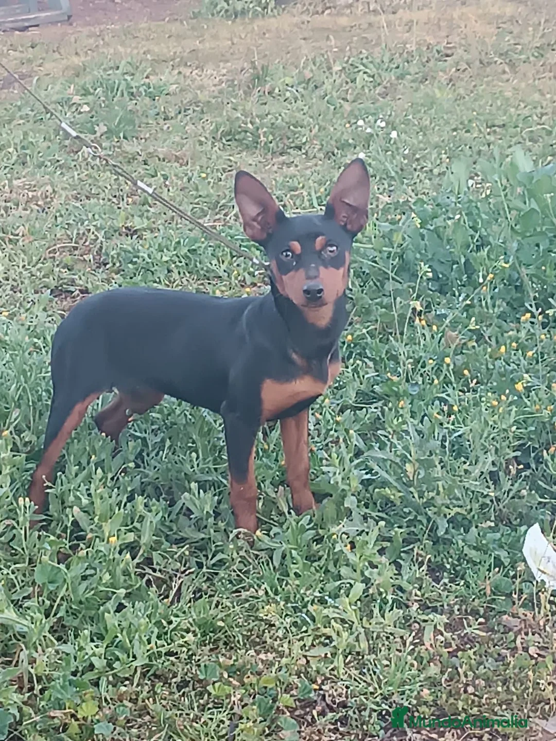 Pinscher Miniatura perros en venta: Cachorros de mini pincher - Anuncio 2