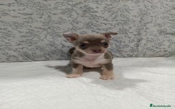 Chihuahua perros en venta: Chihuahua macho toys - Imagen 1
