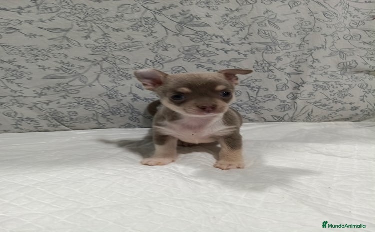 Chihuahua perros - Anuncio 3