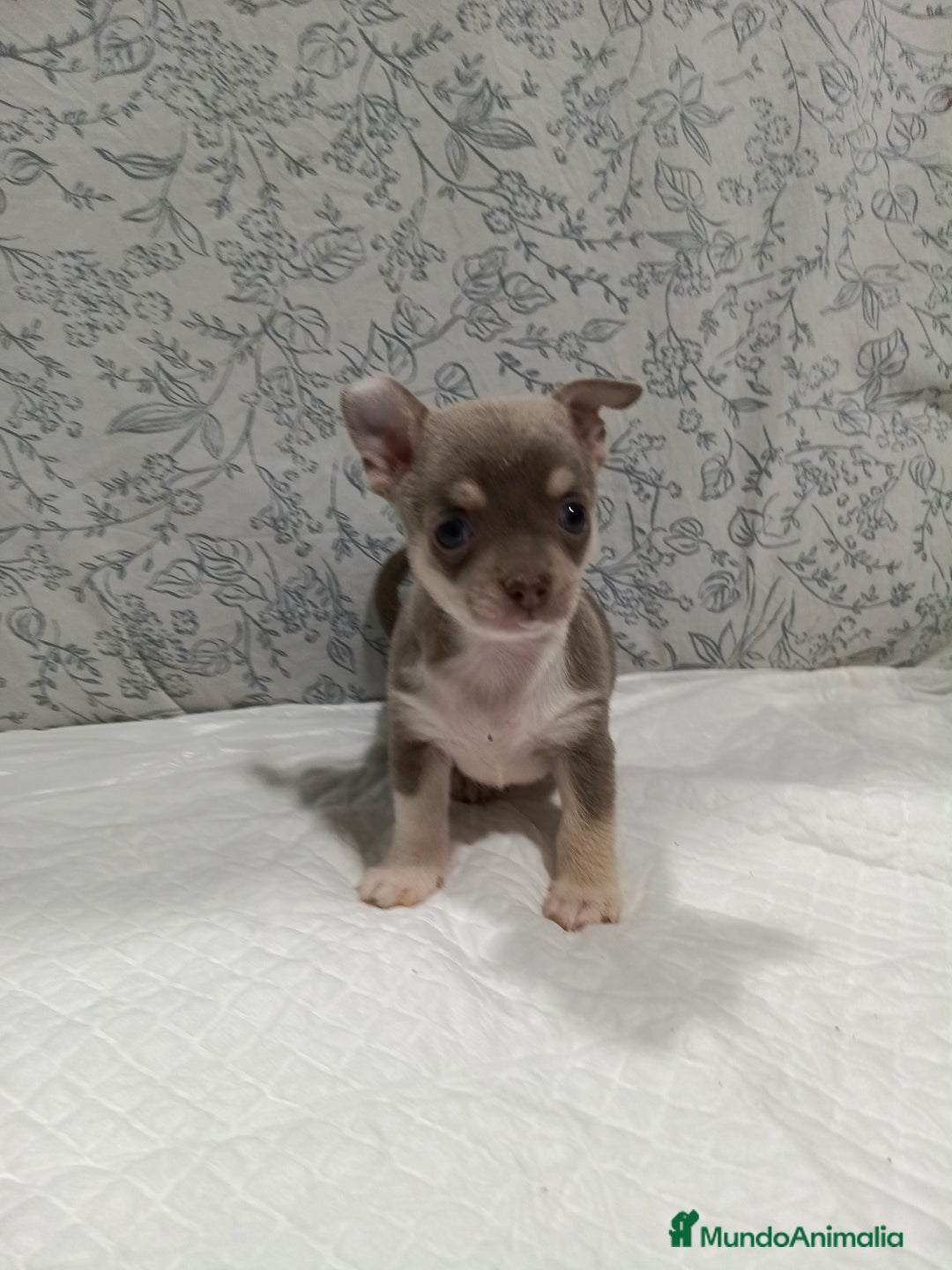 Chihuahua perros en venta: Chihuahua macho toys - Imagen 1