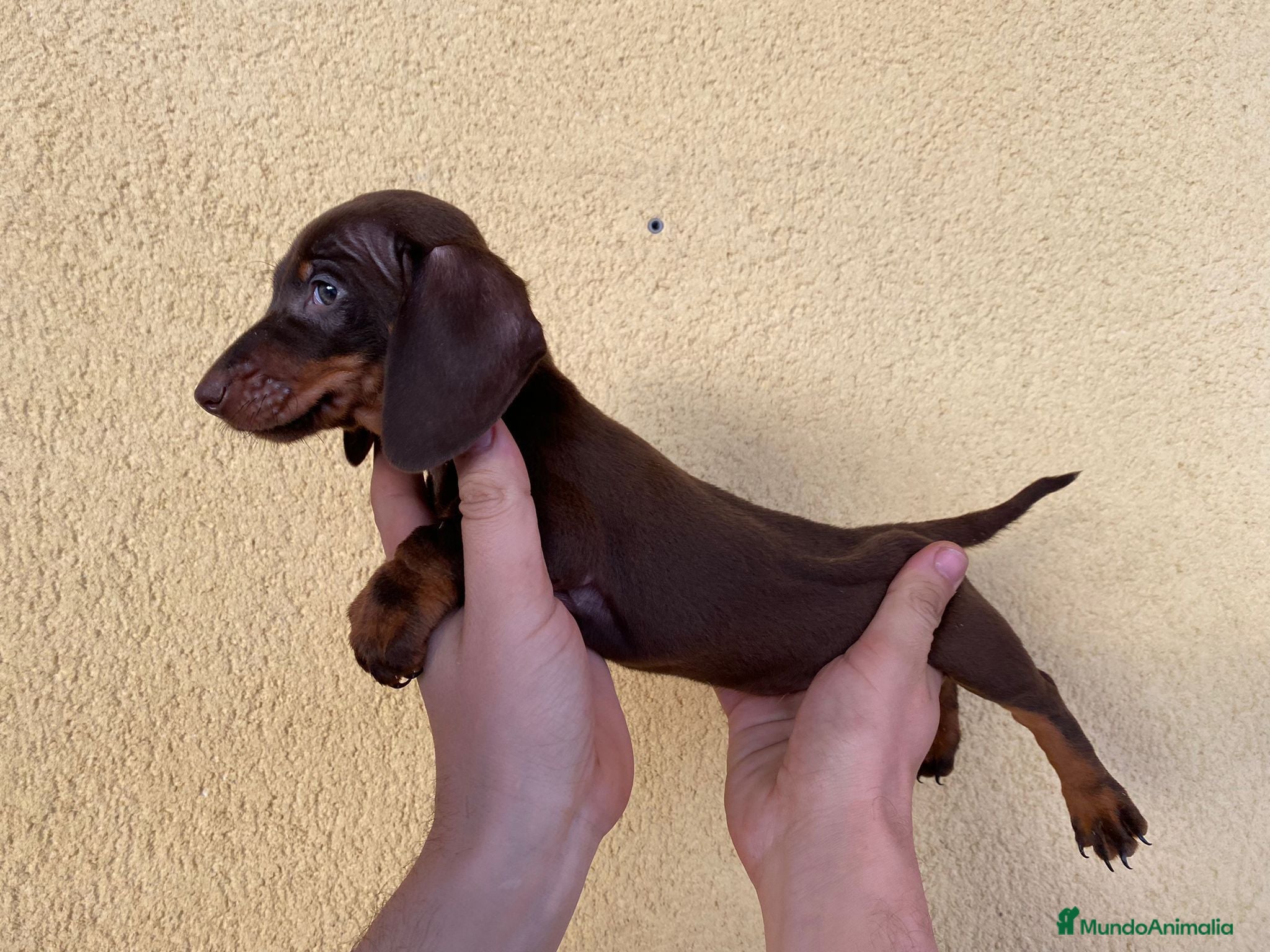 Teckel Miniatura perros Teckel Mini Chocolates - Anuncio 1