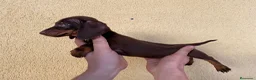 Teckel Miniatura perros en venta: Teckel Mini Chocolates - Anuncio 1