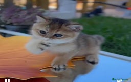 Británico de Pelo Corto gatos en venta: Británicos y Scottish Fold gatitos  - Imagen 4