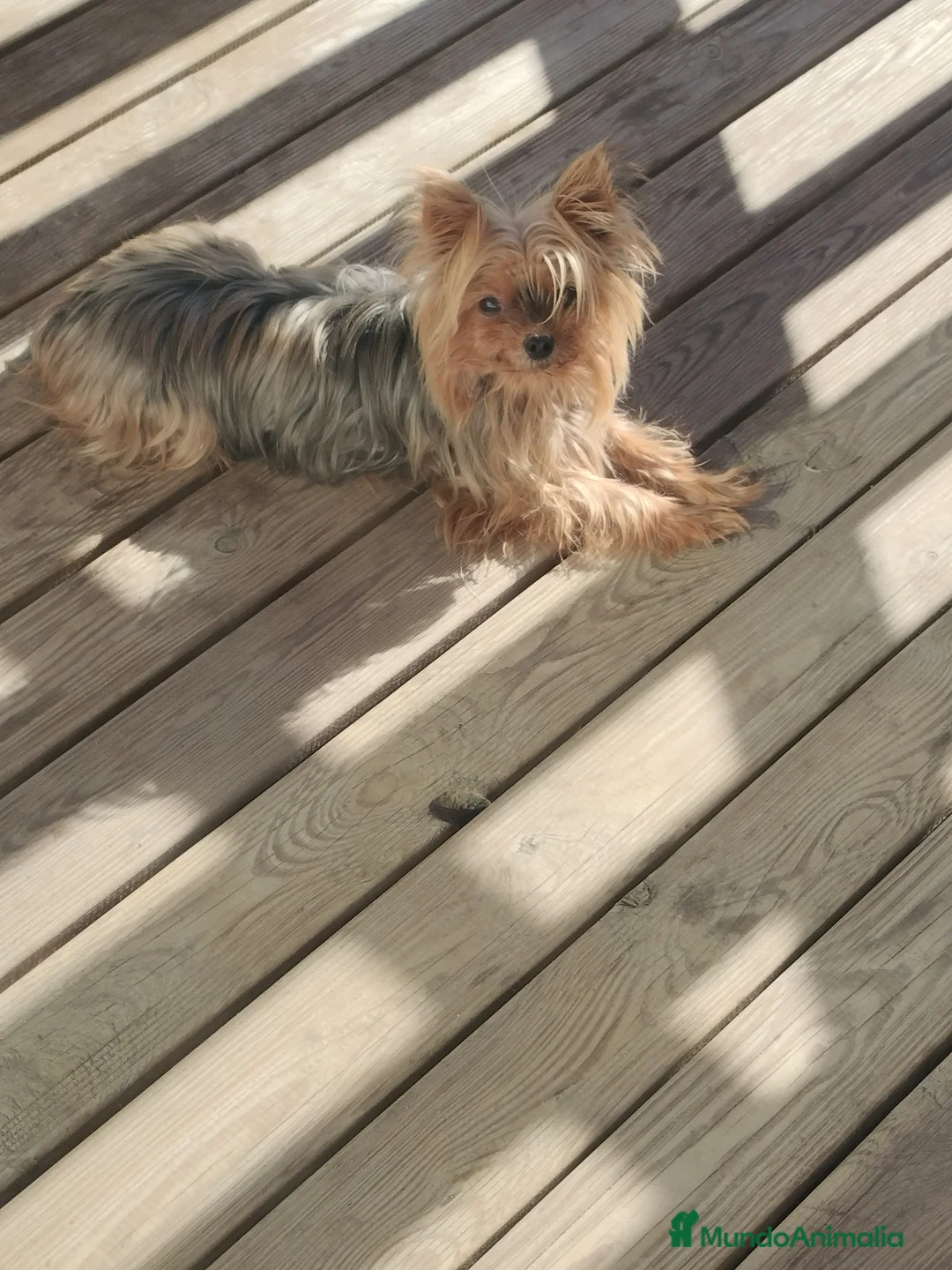 Yorkshire Terrier perros en venta: Yorkshire miniatura en Badajoz - Anuncio 2