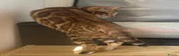 Bengalí gatos en venta: Gata Bengalí – Alta Genética y Crianza Premium - Anuncio 13