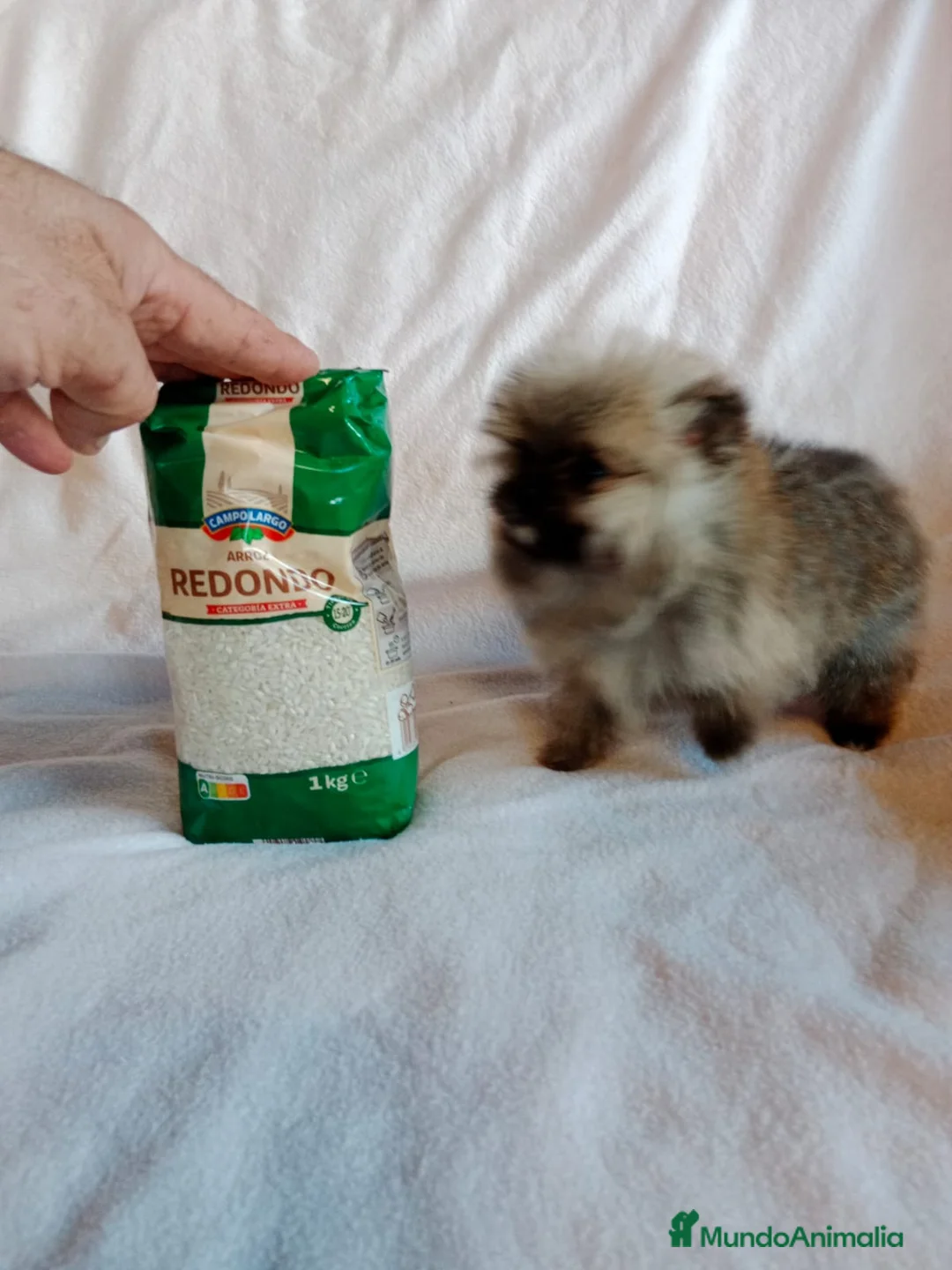 Pomerania perros en venta: Pomerania machos y hembras disponibles  en Granada - Anuncio 4