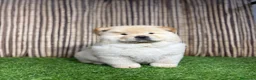 Chow Chow perros en venta: CHOW CHOW - Anuncio 2