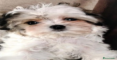 Biewer Yorkshire Terrier a la Pom Pon perros - Anuncio 9