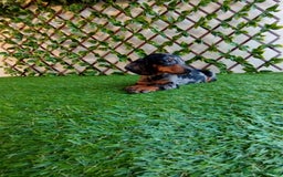 Teckel Miniatura perros en venta: Teckels Mini  - Imagen 3