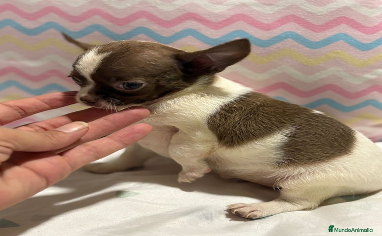 Chihuahua perros - Anuncio 2