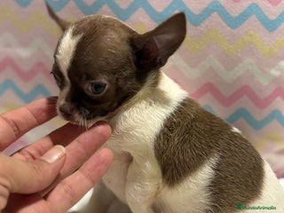 Chihuahua perros - Anuncio 15