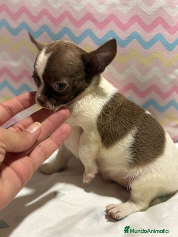 Chihuahua perros - Anuncio 4